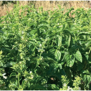 COL·LECTIU EIXARCOLANT. ALFÀBREGA (OCINUM BASILICUM). LLAVORS DE VARIETATS AGRÍCOLES TRADICIONALS_1