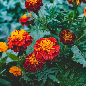 COL·LECTIU EIXARCOLANT. FELIÇ SANT JORDI   CLAVELL DE MORO_1