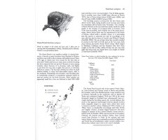 BIRDS IN SCOTLAND 3