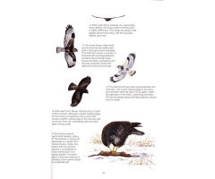 THE COMPLETE GARDEN BIRD BOOK. HOW TO IDENTIFY AND ATTRACT BIRDS TO YOUR GARDEN 2N EDITION_1