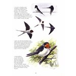 THE COMPLETE GARDEN BIRD BOOK. HOW TO IDENTIFY AND ATTRACT BIRDS TO YOUR GARDEN 2N EDITION 3