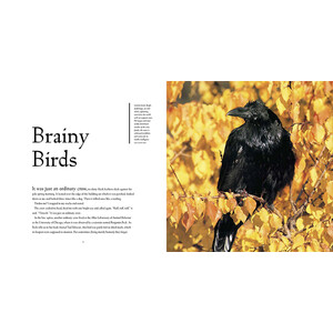 BIRD BRAINS. THE INTELLIGENCE OF CROWS, RAVENS, MAGPIES AND JAYS_1