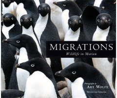 MIGRATIONS. WILDLIFE IN MOTION