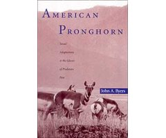 AMERICAN PRONGHORN: SOCIAL ADAPTATIONS & THE GHOSTS OF PREDATORS PAST