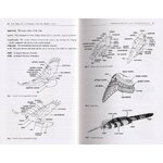 THE RAPTORS OF EUROPE AND THE MIDDLE EAST. A HANDBOOK OF FIELD IDENTIFICATION. 2