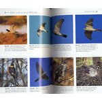 THE RAPTORS OF EUROPE AND THE MIDDLE EAST. A HANDBOOK OF FIELD IDENTIFICATION. 3