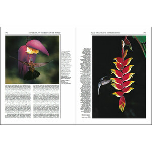 HANDBOOK OF THE BIRDS OF THE WORLD, VOL. 5. BARN-OWLS TO HUMMINGBIRDS 4