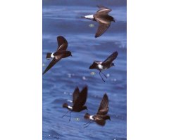 BIRDS, MAMMALS AND REPTILES OF THE GALÁPAGOS ISLANDS                                                                                           3