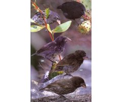 BIRDS, MAMMALS AND REPTILES OF THE GALÁPAGOS ISLANDS                                                                                           4
