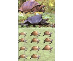 BIRDS, MAMMALS AND REPTILES OF THE GALÁPAGOS ISLANDS                                                                                           5