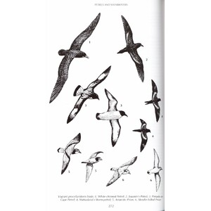 HELM FIELD GUIDES. BIRDS OF KENYA AND NORTHERN TANZANIA_1