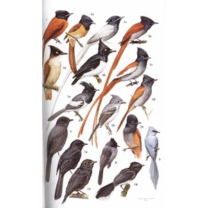 HELM FIELD GUIDES. BIRDS OF KENYA AND NORTHERN TANZANIA 3