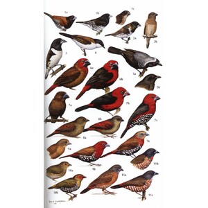 HELM FIELD GUIDES. BIRDS OF KENYA AND NORTHERN TANZANIA 4