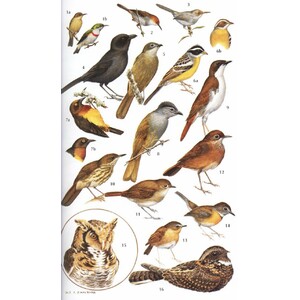 HELM FIELD GUIDES. BIRDS OF KENYA AND NORTHERN TANZANIA 5