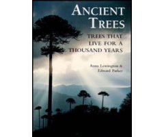 ANCIENT TREES. TREES THAT LIVE FOR 1.000 YEARS
