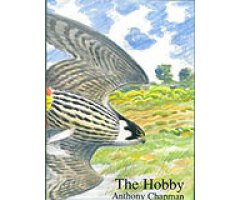 THE HOBBY