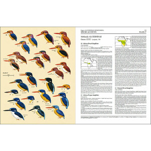 HANDBOOK OF THE BIRDS OF THE WORLD, VOL. 6. MOUSEBIRDS TO HORNBILLS 4