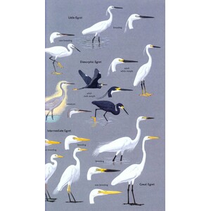 HELM FIELD GUIDES. BIRDS OF SEYCHELLES_1