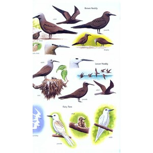 HELM FIELD GUIDES. BIRDS OF SEYCHELLES 3