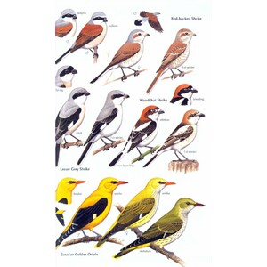 HELM FIELD GUIDES. BIRDS OF SEYCHELLES 4
