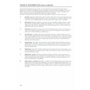 HELM IDENTIFICATION GUIDES. GULLS OF EUROPE, ASIA & NORTH AMERICA_1