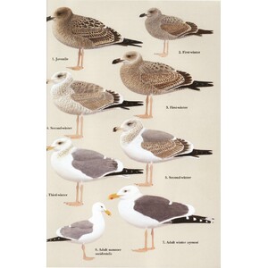 HELM IDENTIFICATION GUIDES. GULLS OF EUROPE, ASIA & NORTH AMERICA 3