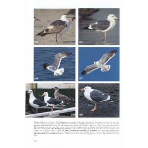HELM IDENTIFICATION GUIDES. GULLS OF EUROPE, ASIA & NORTH AMERICA 4