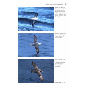 FLIGHT IDENTIFICATION OF EUROPEAN SEABIRDS_1