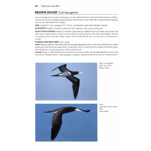 FLIGHT IDENTIFICATION OF EUROPEAN SEABIRDS 3