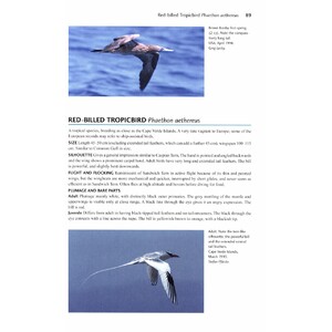 FLIGHT IDENTIFICATION OF EUROPEAN SEABIRDS 4