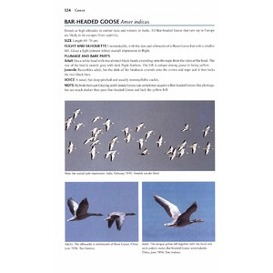 FLIGHT IDENTIFICATION OF EUROPEAN SEABIRDS 5