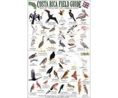 COSTA RICA FIELD GUIDE: BIRDS OF TORTUGUERO AND THE CARIBBEAN COAST