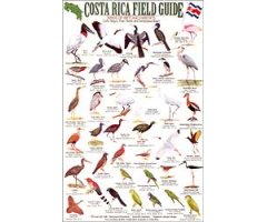 COSTA RICA FIELD GUIDE: BIRDS OF WETLAND HABITATS