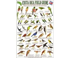 COSTA RICA FIELD GUIDE: BIRDS OF THE CLOUD  FOREST AND HIGHLAND FOREST