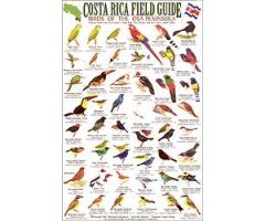 COSTA RICA FIELD GUIDE: BIRDS OF THE OSA PENINSULA
