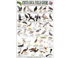 COSTA RICA FIELD GUIDE: BIRDS OF THE PACIFIC COAST LOWLANDS AND THE TROPICAL DRY FOREST