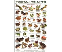 TROPICAL WILDLIFE FIELD GUIDE: AMPHIBIANS