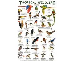 TROPICAL WILDLIFE FIELD GUIDE: BIRDS