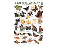 TROPICAL WILDLIFE FIELD GUIDE: BUTTERFLIES