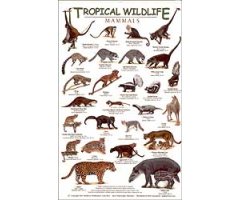 TROPICAL WILDLIFE FIELD GUIDE: MAMMALS