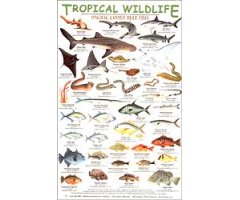 TROPICAL WILDLIFE FIELD GUIDE:PACIFIC COAST REEF FISH