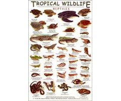 TROPICAL WILDLIFE FIELD GUIDE: REPTILES