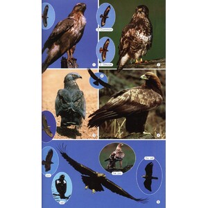 BIRDS OF THE MEDITERRANEAN 3