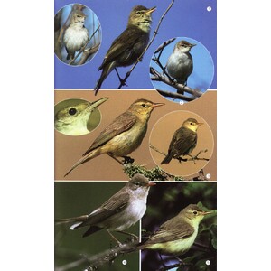 BIRDS OF THE MEDITERRANEAN 5