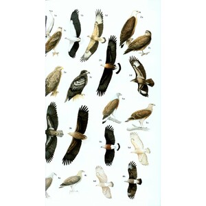 HELM FIELD GUIDES. BIRDS OF NORTHERN INDIA 5