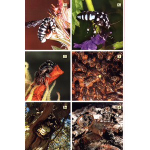 A FIELD GUIDE TO INSECTS OF SOUTH AFRICA. UPDATED 2004. THE FIRST COMPREHENSIVE GUIDE TO AFRICAN INSECTS WITH FULL-COLOUR PHOTOGRAPHS OF OVER 1200 SPE_1