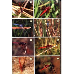 A FIELD GUIDE TO INSECTS OF SOUTH AFRICA. UPDATED 2004. THE FIRST COMPREHENSIVE GUIDE TO AFRICAN INSECTS WITH FULL-COLOUR PHOTOGRAPHS OF OVER 1200 SPE 4