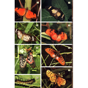 A FIELD GUIDE TO INSECTS OF SOUTH AFRICA. UPDATED 2004. THE FIRST COMPREHENSIVE GUIDE TO AFRICAN INSECTS WITH FULL-COLOUR PHOTOGRAPHS OF OVER 1200 SPE 5