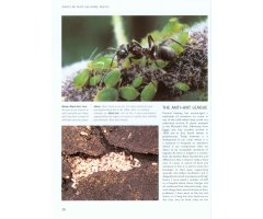CHRIS PACKHAM'S WILD SIDE OF TOWN. GETTING TO KNOW THE WILDLIFE IN OUR TOWNS AND CITIES_1