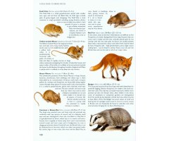 CHRIS PACKHAM'S WILD SIDE OF TOWN. GETTING TO KNOW THE WILDLIFE IN OUR TOWNS AND CITIES 4